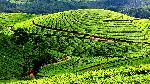 1467694101_1munnar 2.jpg